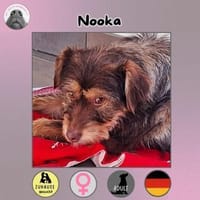 Nooka sucht ihr Zuhause, Hündin zur Adoption