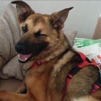 IVY- sucht ein ländliches Zuhause, Hündin zur Adoption