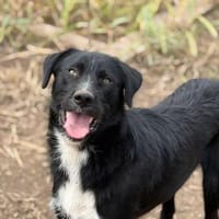 Fiete sucht sein Zuhause, Hund zur Adoption
