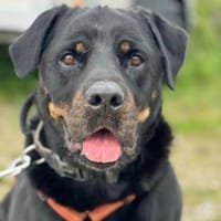Tapsi, Hund zur Adoption