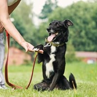 ASYA - Juwel auf 4 Pfoten, Hündin zur Adoption