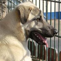 Bulut, Hund zur Adoption