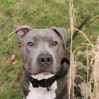 Don, Hund zur Adoption