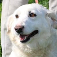 Chester - fröhlich u. aufgeweckt, Hund zur Adoption