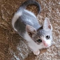 Findelkind Findus sucht sein Glück, Kater zur Adoption