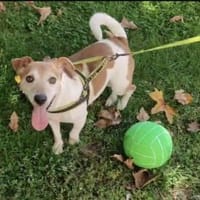Jack Russel Romil sucht ein Zuhause, Hund zur Adoption