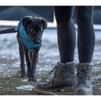 Sombra - wartet in 99427 Weimar, Hündin zur Adoption