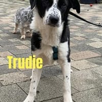 🍀 Trudie  Energie, Lebensfreude und ga, Hündin zur Adoption