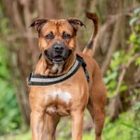 Jacky, Hund zur Adoption