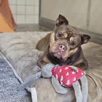 Grom, Hund zur Adoption