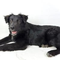 BARON  WARUM SIEHT IHN NIEMAND?, Hund zur Adoption