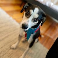 Skadi: offen, menschenbezogen + so lieb!, Hündin zur Adoption