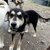 Bezaubernde Mila, Hündin zur Adoption