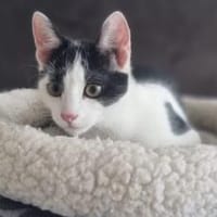 Bongi - Junges Katzenglück sucht dich, Kater zur Adoption