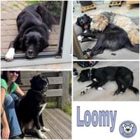 LOOMY * großer Kerl mit Potential, Hund zur Adoption