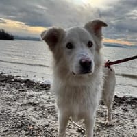 Knut sucht seinen Deckel/ in 82284, Hund zur Adoption