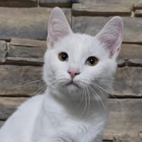 ANGEL - Ein schneeweißer Engel!, Katze zur Adoption