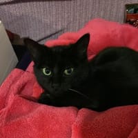 Tinki - zum Verlieben, Katze zur Adoption