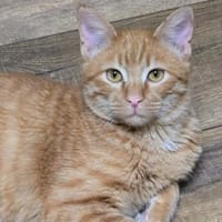 FIPS - Kämpferherz sucht sein Zuhause!, Kater zur Adoption