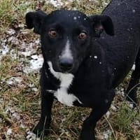 Liebenswerte, ruhige Sari sucht euch, Hündin zur Adoption