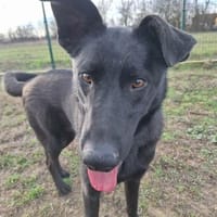 Noel kennt nur das Tierheim, Hund zur Adoption