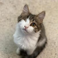 Einäugiger Peterle, Kater zur Adoption