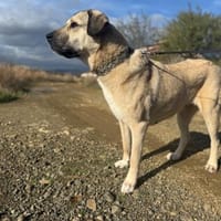 Sandra eine liebenswerte Hündin, Hündin zur Adoption