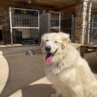 Bruno hat sein Zuhause verloren, Hund zur Adoption