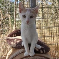 Kleiner Lukas entdeckt die Welt, Kater zur Adoption