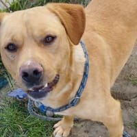 Borris möchte auf Tour gehen, Hund zur Adoption