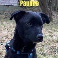 🍀 Pauline  frech, wachsam und einfach, Hündin zur Adoption