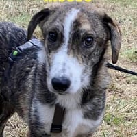 🍀 Moses  klein, mutig und voller Leben, Hund zur Adoption