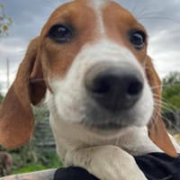 Bandi ist bereit für eine Familie, Hund zur Adoption