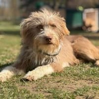 Carica - (noch) etwas zurückhaltend, Hund zur Adoption