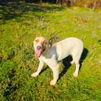 Leonie einfach nur toll, Hündin zur Adoption