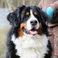 Paule su. hundeerfahrene Besitzer, Hund zur Adoption