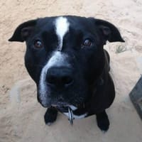 Ares, Hund zur Adoption