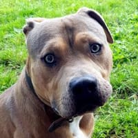 Pablo, Hund zur Adoption