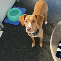 Islay -lebhaft und schüchtern-, Hündin zur Adoption