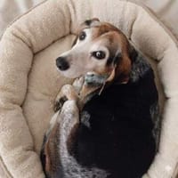 Siobhan -unkompliziert, freundlich-, Hündin zur Adoption