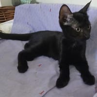 Kleine Olivia möchte die Welt entdecken!, Katze zur Adoption