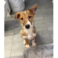 Willy - wartet in 90547 Stein, Hund zur Adoption
