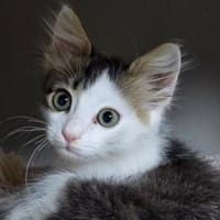 TOPOLINO&BRUNO - Doppeltes Glück!, Kater zur Adoption