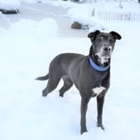 Darf Altea zu Ihrer Familie gehören?, Hündin zur Adoption