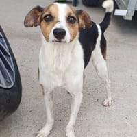 Sonnenschein Nasko braucht eine Chance, Hund zur Adoption
