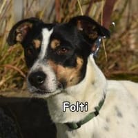 FOLTI, Hund zur Adoption