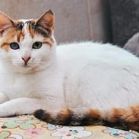 Wunderschöne Aylin sucht ruhiges Zuhause, Katze zur Adoption