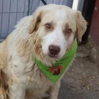 Wird Isamu dein Freund fürs Leben?, Hund zur Adoption