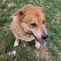 Herbst des Lebens -  Lucky, Hund zur Adoption