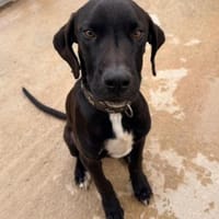 Petrina sucht das Glück, Hündin zur Adoption